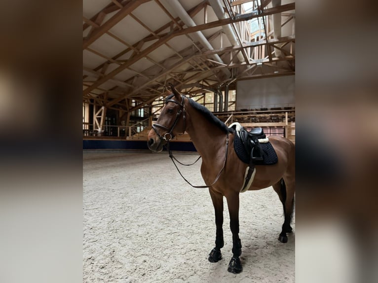 Ukrainer Wallach 6 Jahre 164 cm Rotbrauner in Balkasodis