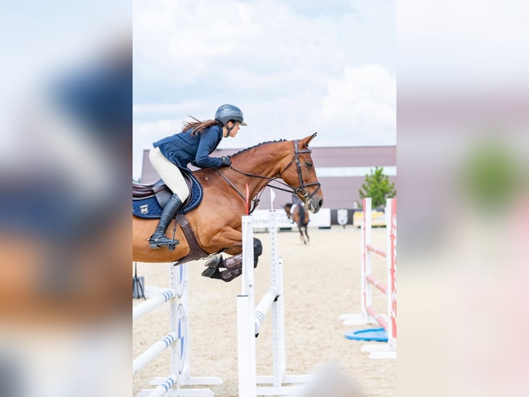 Ukrainer Wallach 6 Jahre 164 cm Rotbrauner in Balkasodis