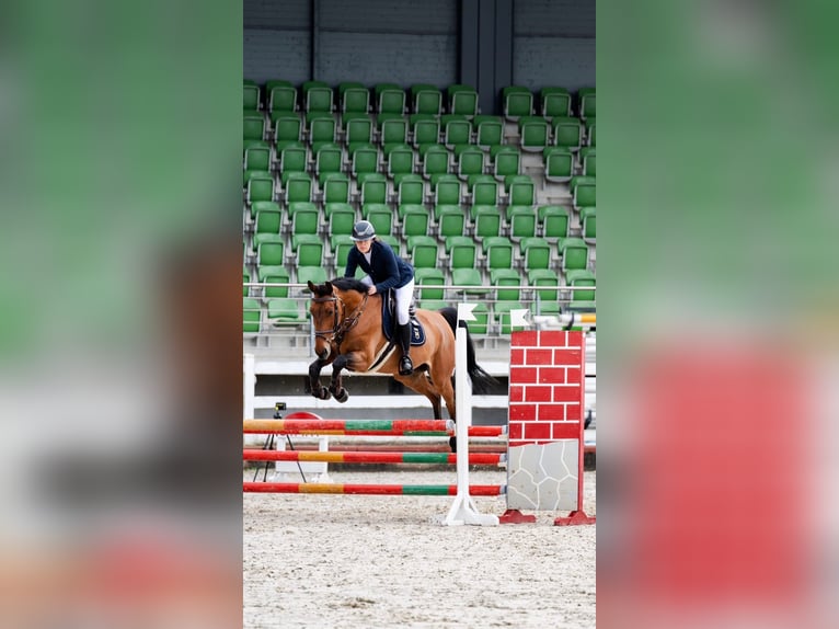 Ukrainer Wallach 6 Jahre 164 cm Rotbrauner in Balkasodis