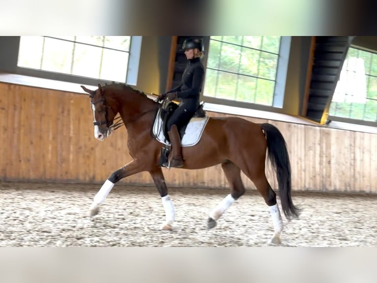 Ukrainer Wallach 7 Jahre 165 cm Rotbrauner in Prague