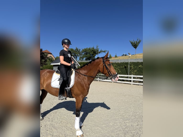 Ukrainer Wallach 7 Jahre 167 cm Rotbrauner in Prague