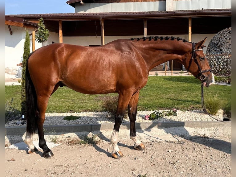Ukrainer Wallach 7 Jahre 167 cm Rotbrauner in Prague