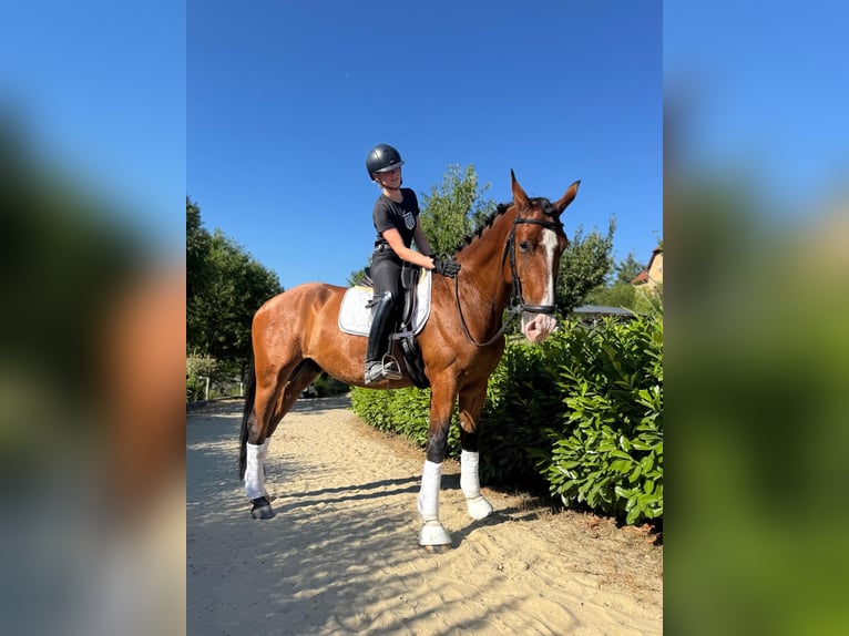 Ukrainer Wallach 7 Jahre 167 cm Rotbrauner in Prague