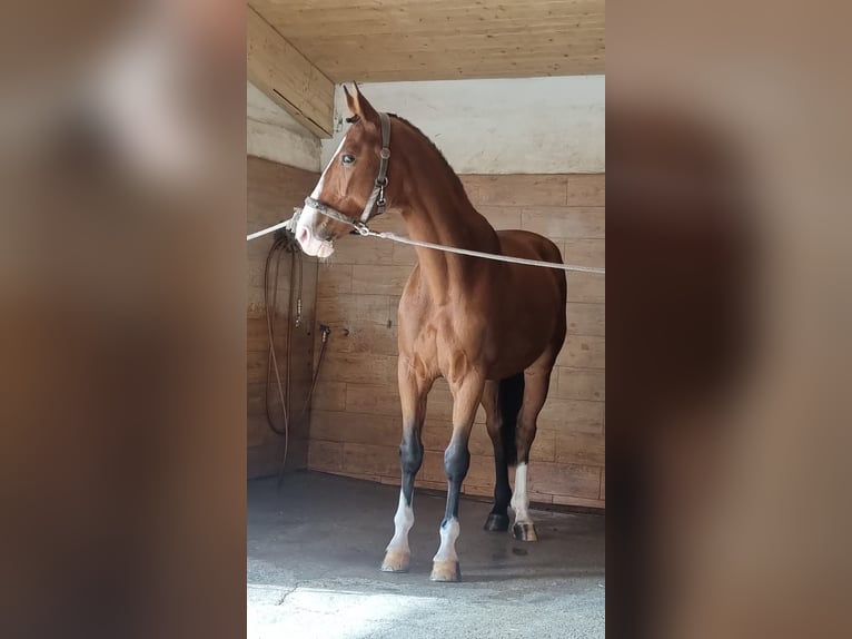 Ukrainer Wallach 7 Jahre 167 cm Rotbrauner in Prague