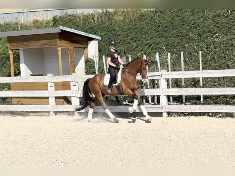 Ukrainer Wallach 7 Jahre 167 cm Rotbrauner in Prague