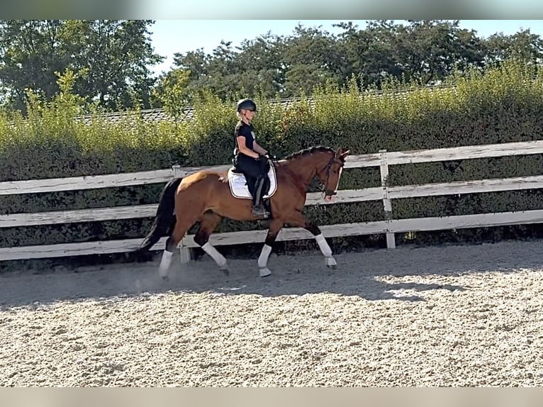 Ukrainer Wallach 7 Jahre 167 cm Rotbrauner in Prague