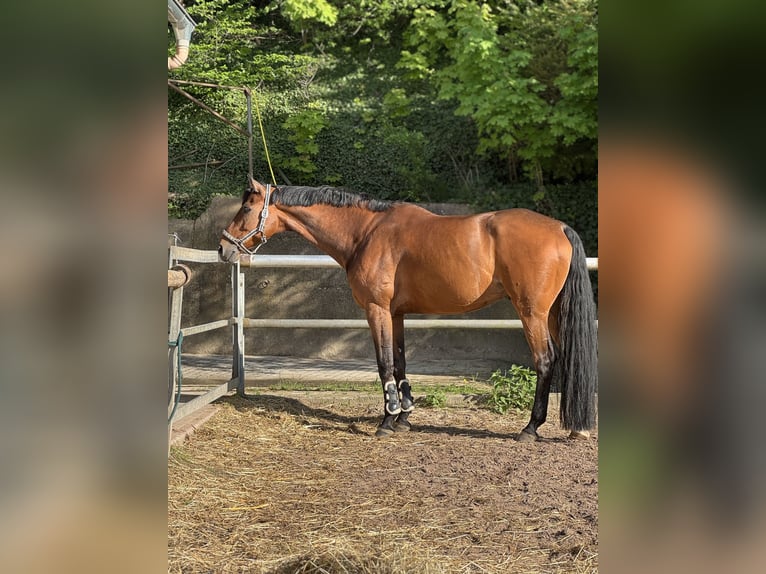 Ukrainer Wallach 8 Jahre 176 cm Brauner in Hochspayer