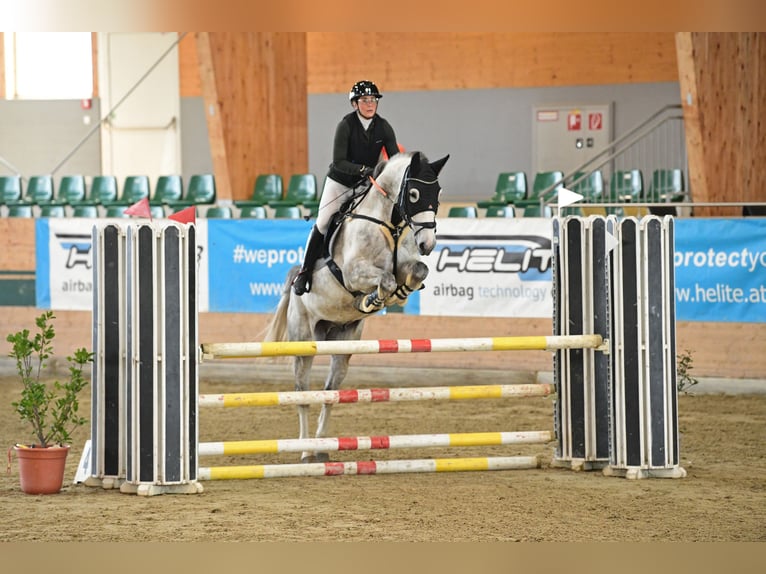 Ukrainer Wallach 9 Jahre 170 cm Schimmel in Wien, Liesing