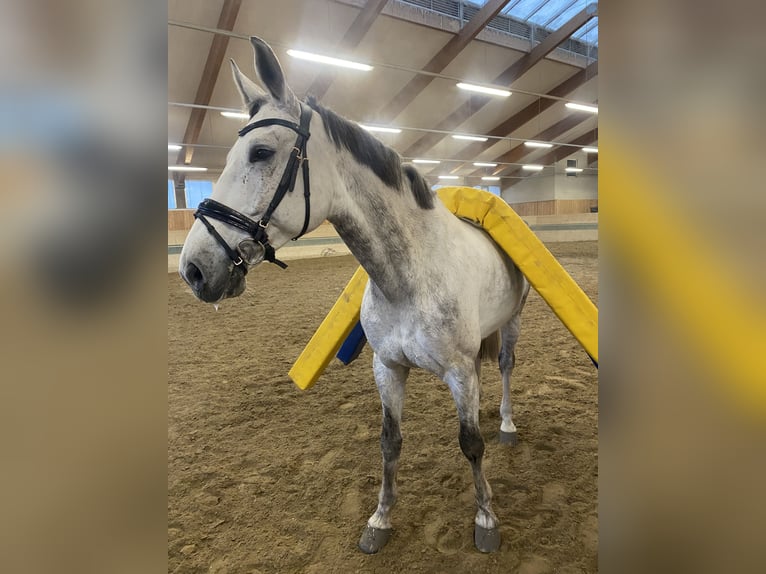 Ukrainer Wallach 9 Jahre 170 cm Schimmel in Wien, Liesing