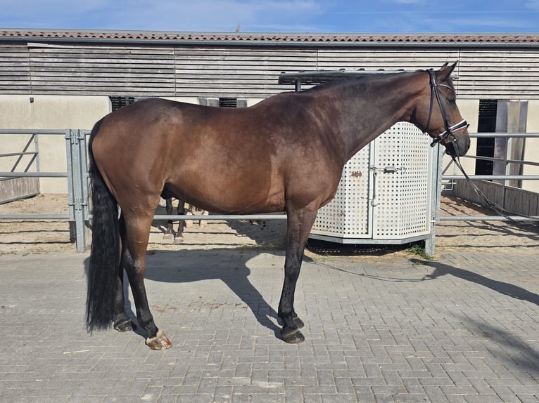 Ukrainer Wallach 9 Jahre 176 cm Brauner in Hochspayer