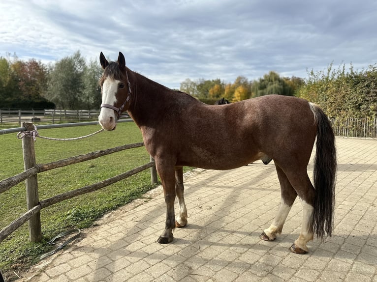 Ukrainian Riding Horse Gelding 12 years 15,3 hh Brown in Neufarn Ukrainian Riding Horse Gelding 12 years 15,3 hh Brown in Neufarn