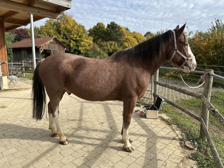 Ukrainian Riding Horse Gelding 12 years 15,3 hh Brown in Neufarn Ukrainian Riding Horse Gelding 12 years 15,3 hh Brown in Neufarn