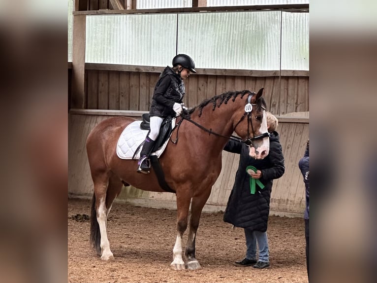 Ukrainian Riding Horse Gelding 12 years 15,3 hh Brown in Neufarn Ukrainian Riding Horse Gelding 12 years 15,3 hh Brown in Neufarn
