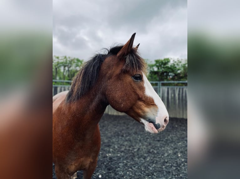 Ukrainian Riding Horse Gelding 12 years 15,3 hh Brown in Neufarn Ukrainian Riding Horse Gelding 12 years 15,3 hh Brown in Neufarn
