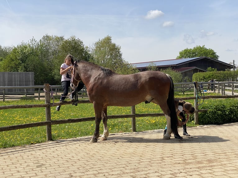 Ukrainian Riding Horse Gelding 12 years 15,3 hh Brown in Neufarn Ukrainian Riding Horse Gelding 12 years 15,3 hh Brown in Neufarn