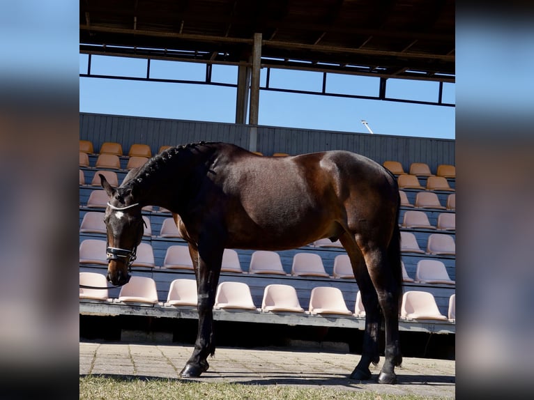 Ukrainian Riding Horse Mix Gelding 12 years 16.2 hh Brown in Riga