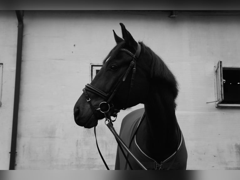 Ukrainian Riding Horse Mix Gelding 12 years 16.2 hh Brown in Riga