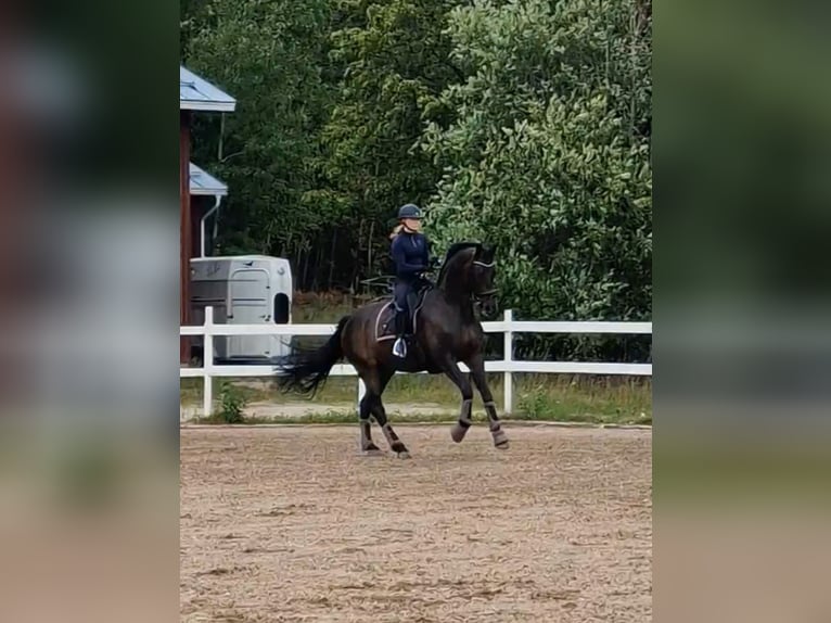 Ukrainian Riding Horse Gelding 12 years 17 hh Bay-Dark in ESPOO