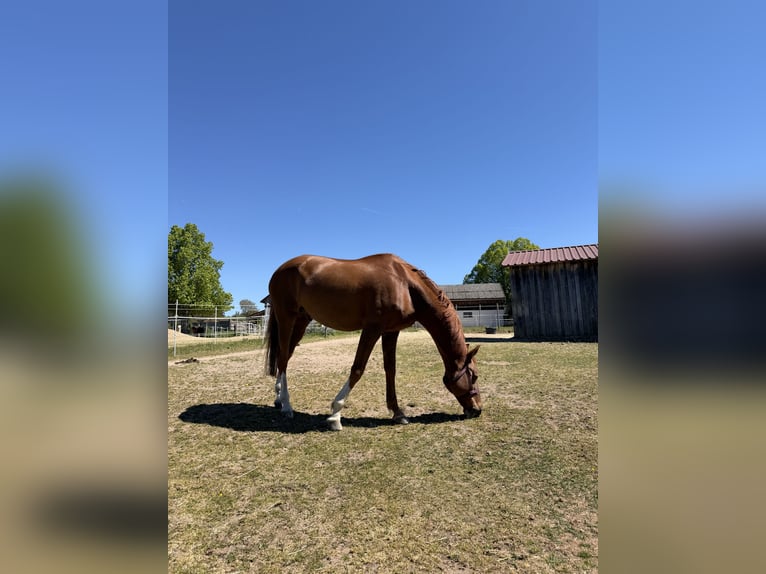 Ukrainian Riding Horse Gelding 14 years 16 hh Chestnut-Red in Bernhardswald