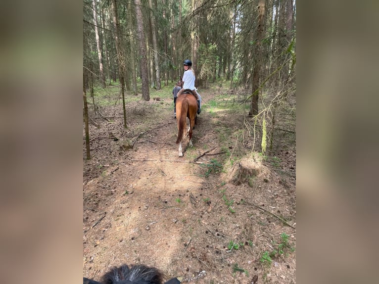 Ukrainian Riding Horse Gelding 14 years 16 hh Chestnut-Red in Bernhardswald