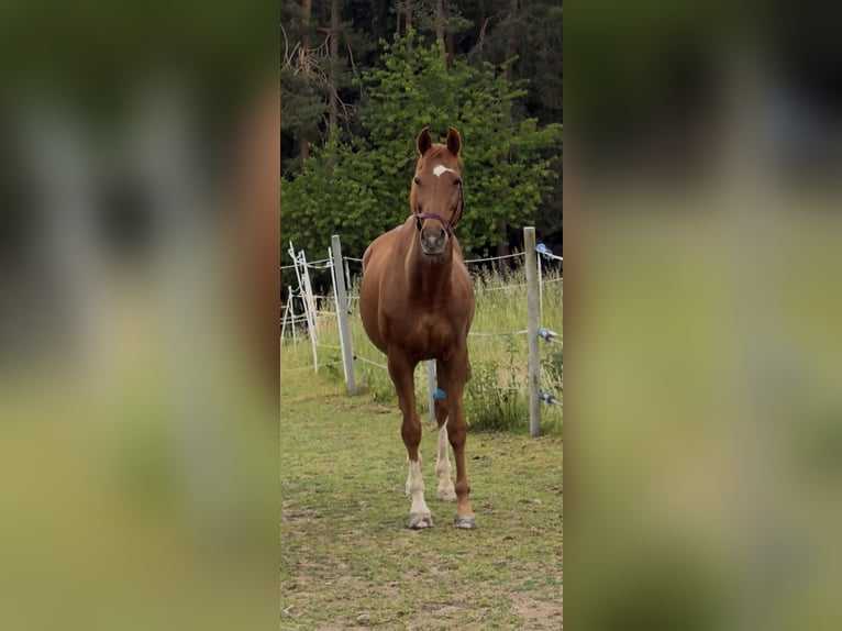 Ukrainian Riding Horse Gelding 14 years 16 hh Chestnut-Red in Bernhardswald