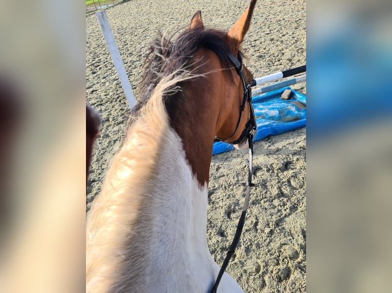 Ukrainian Riding Horse Mix Gelding 15 years 15,2 hh Pinto in baarle-nassau