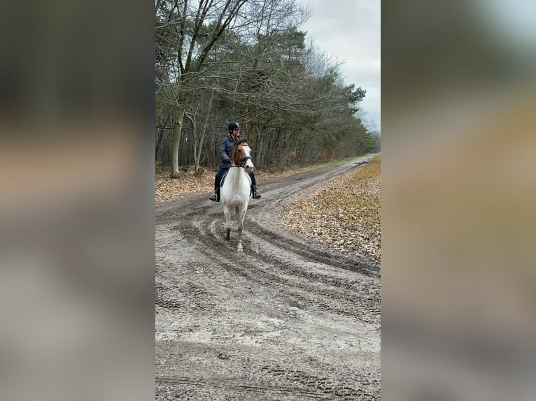 Ukrainian Riding Horse Mix Gelding 15 years 15,2 hh Pinto in baarle-nassau