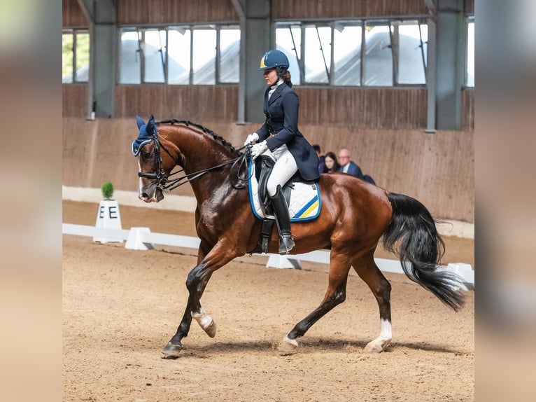 Ukrainian Riding Horse Gelding 15 years Bay in Kaunas