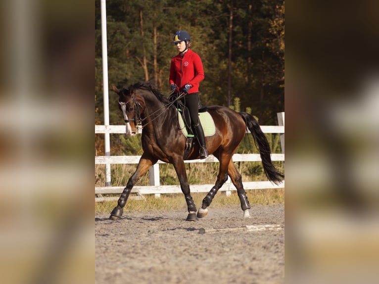 Ukrainian Riding Horse Gelding 15 years Bay in Kaunas