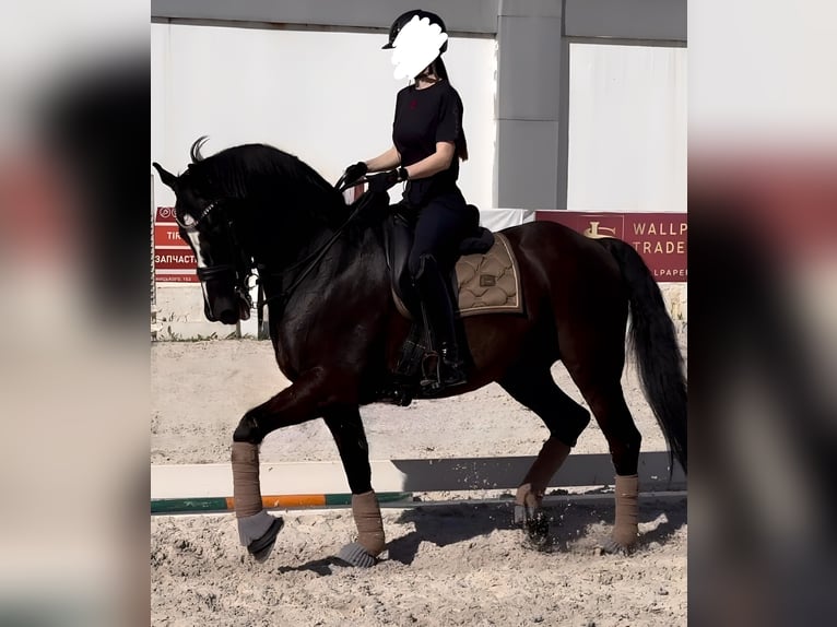 Ukrainian Riding Horse Gelding 18 years 16 hh Black in Ukraine