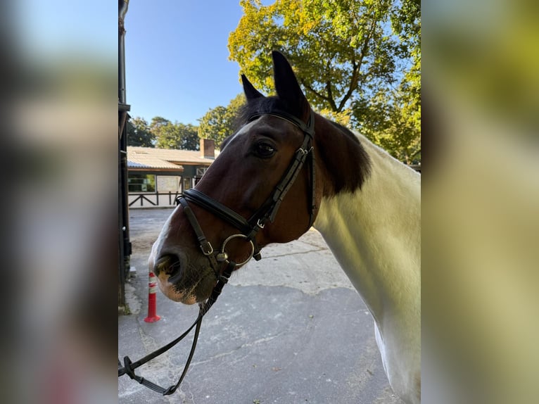 Ukrainian Riding Horse Gelding 18 years 16 hh Pinto in Berlin