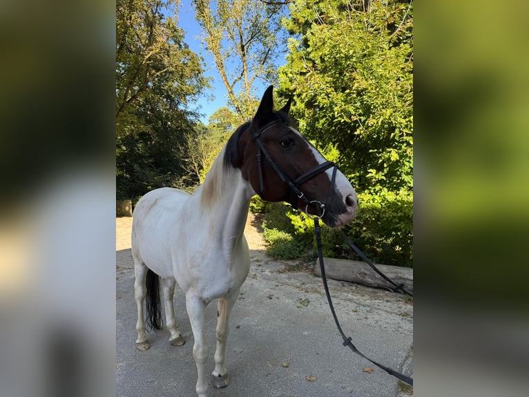 Ukrainian Riding Horse Gelding 18 years 16 hh Pinto in Berlin