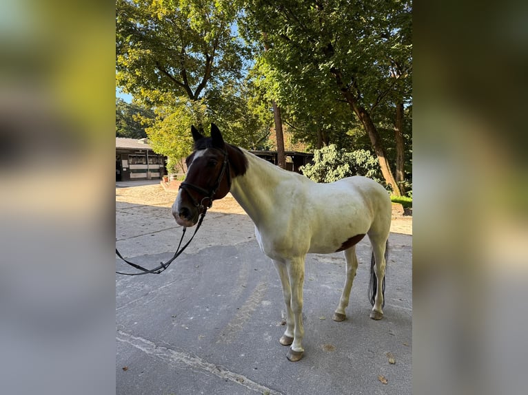 Ukrainian Riding Horse Gelding 18 years 16 hh Pinto in Berlin