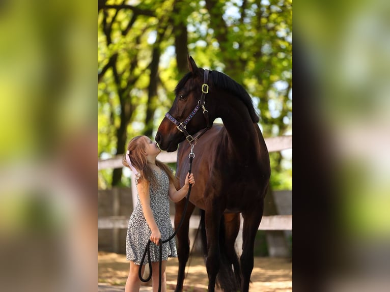 Ukrainian Riding Horse Gelding 4 years 16,1 hh Bay in Brovary (Kyiv region)