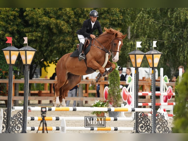 Ukrainian Riding Horse Gelding 4 years 16,3 hh Chestnut in Bucharest