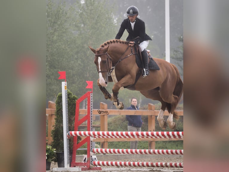 Ukrainian Riding Horse Gelding 5 years 16,3 hh Chestnut in Kronenberg