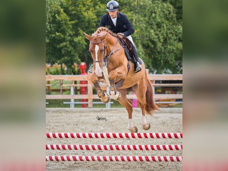 Ukrainian Riding Horse Gelding 5 years 16,3 hh Chestnut in Kronenberg