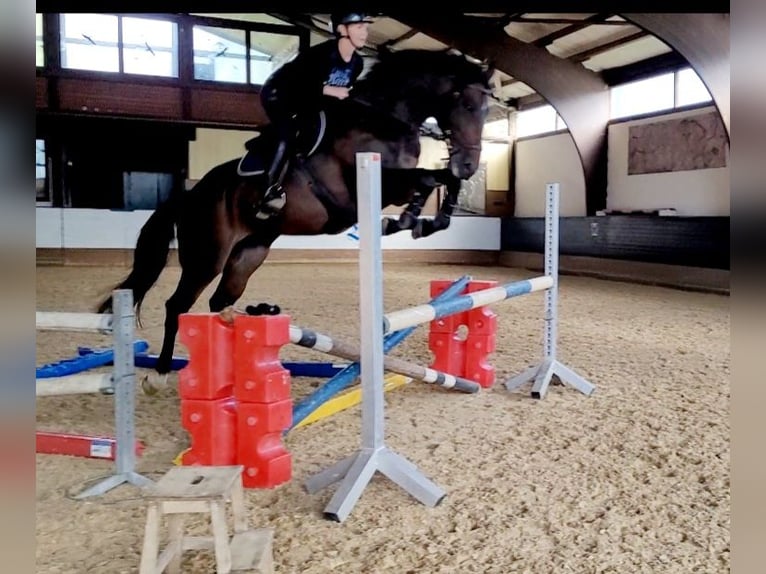 Ukrainian Riding Horse Mix Gelding 5 years 16 hh Bay-Dark in Nurnberg