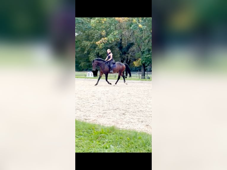 Ukrainian Riding Horse Mix Gelding 5 years 16 hh Bay-Dark in Nurnberg