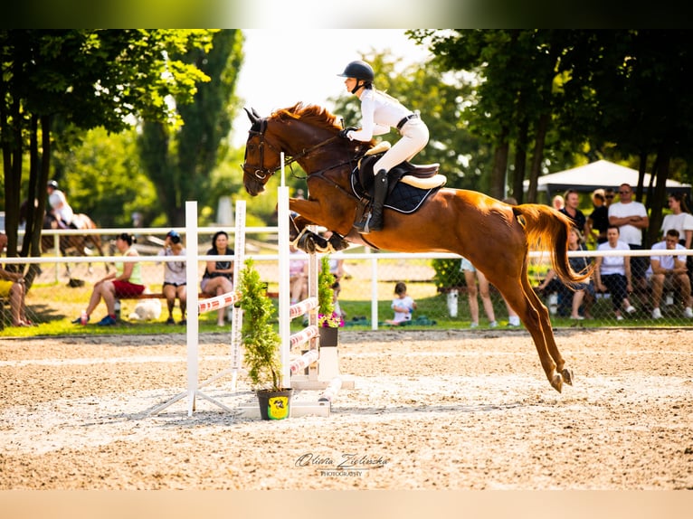 Ukrainian Riding Horse Gelding 5 years 16 hh Chestnut-Red in Chodków