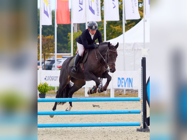 Ukrainian Riding Horse Gelding 6 years 16 hh Bay-Dark in Kronenberg