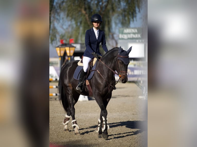 Ukrainian Riding Horse Gelding 6 years 16 hh Bay-Dark in Arezzo