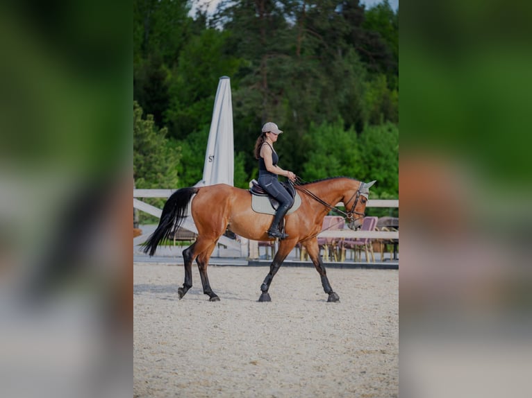 Ukrainian Riding Horse Gelding 6 years 16 hh Bay in Balkasodis