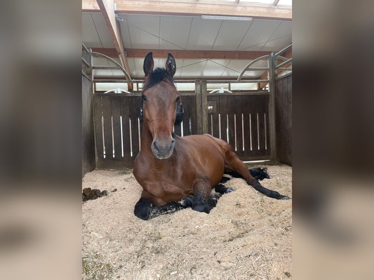 Ukrainian Riding Horse Gelding 7 years 15,3 hh Brown in Feuchtwangen