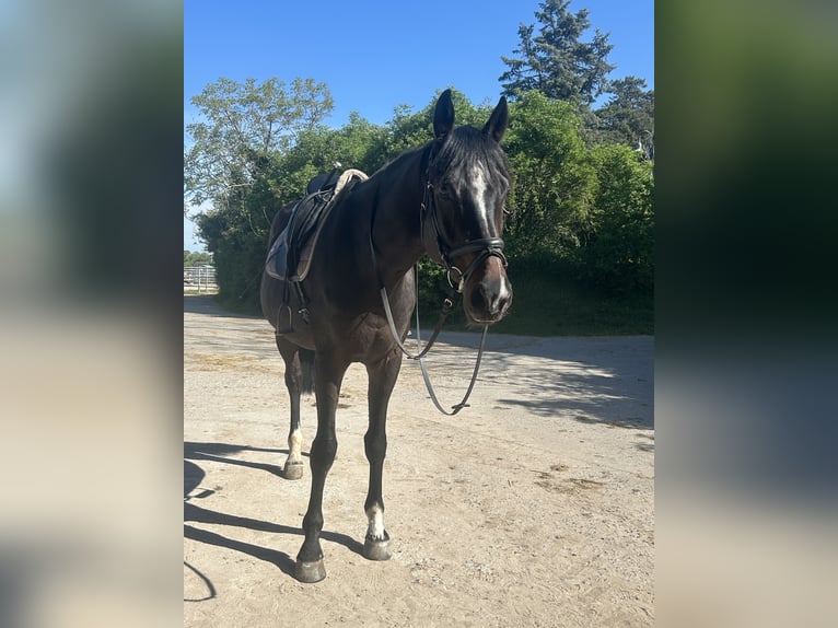 Ukrainian Riding Horse Gelding 7 years 16.2 hh Bay-Dark in Wiesloch