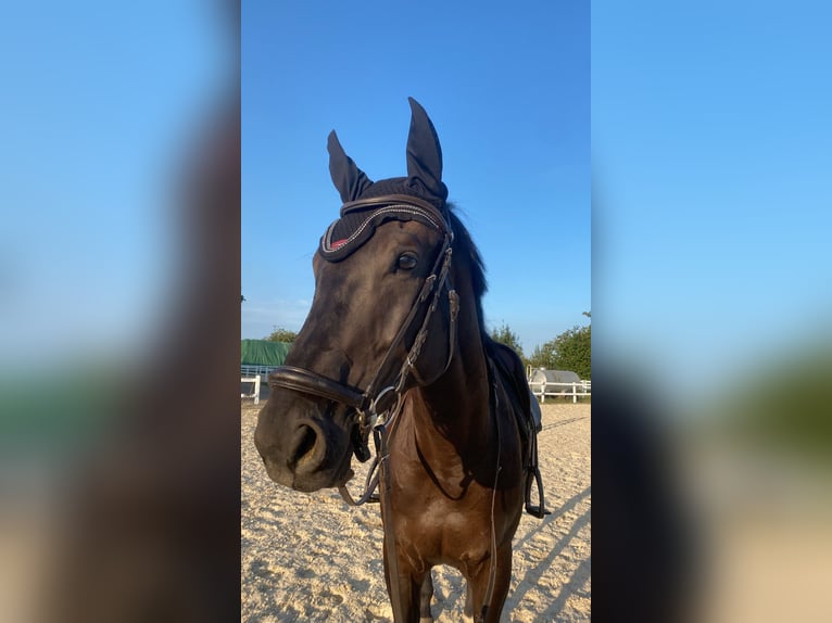 Ukrainian Riding Horse Gelding 7 years 16,2 hh Smoky-Black in Waldbrunn