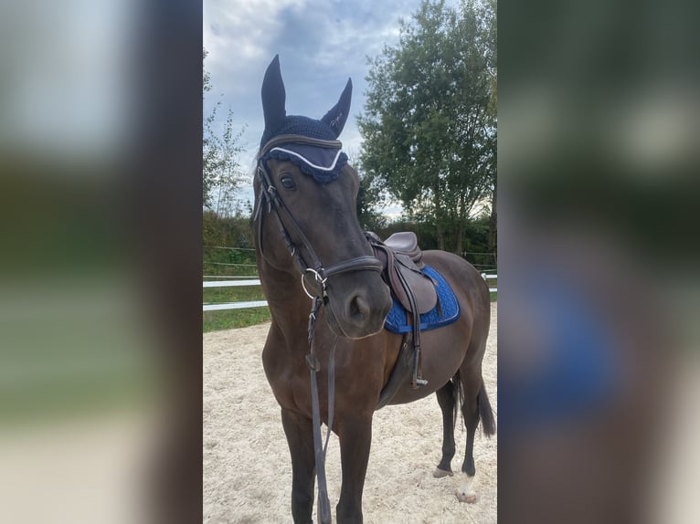 Ukrainian Riding Horse Gelding 7 years 16,2 hh Smoky-Black in Waldbrunn