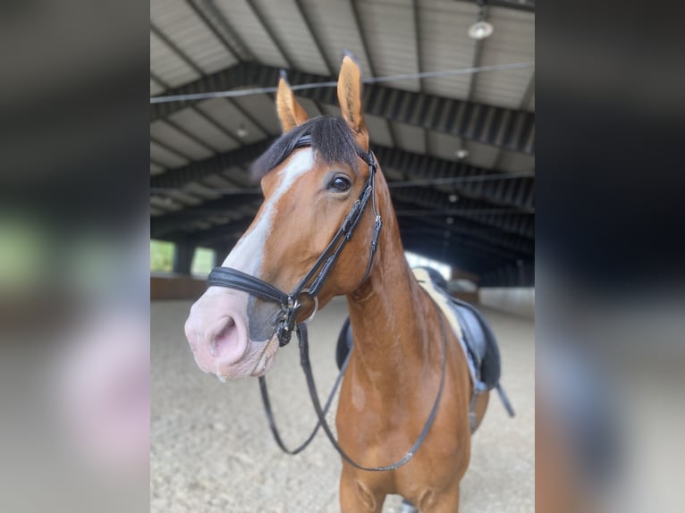 Ukrainian Riding Horse Gelding 7 years 16,1 hh Bay in Prague