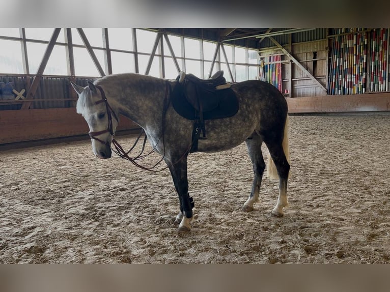Ukrainian Riding Horse Gelding 8 years 14,2 hh Grey in Kerns