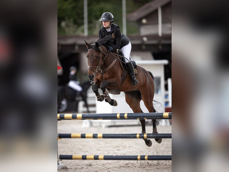 Ukrainian Riding Horse Gelding 8 years 16,1 hh Chestnut in Ovelgönne